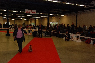De la vierge doree - expo de paris dog show 