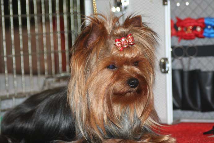 Beethoven De la vierge doree