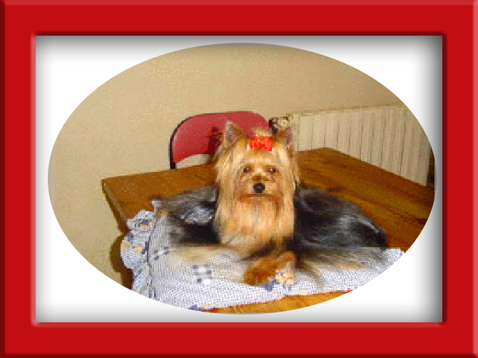 U2 amour De la vierge doree