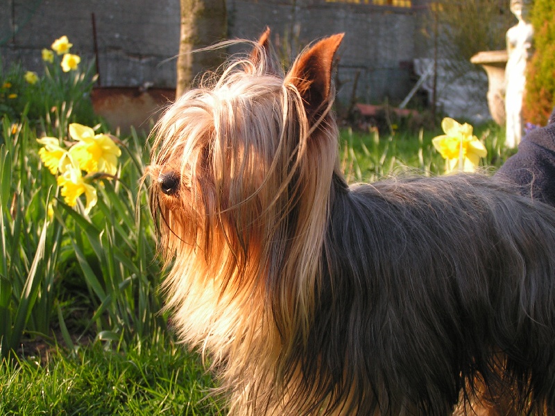 Capot De la vierge doree