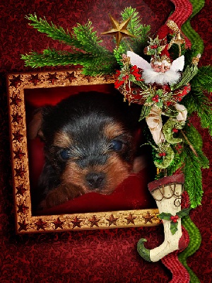 De la vierge doree - 1 male disponible