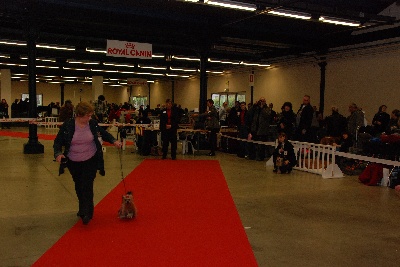 De la vierge doree - expo de paris dog show