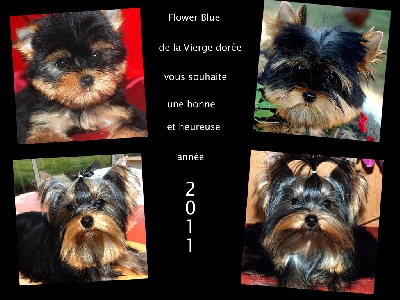 De la vierge doree - nouvelle de Flower blue