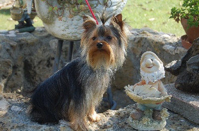 De la vierge doree - male de 11 mois disponible