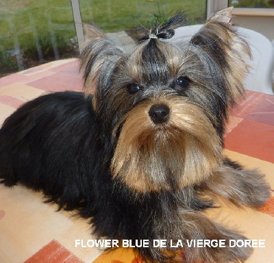 De la vierge doree - FLOWER BLUE