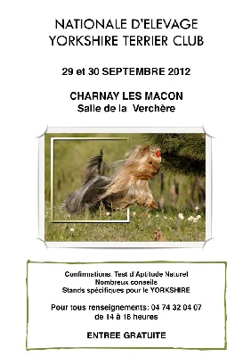 De la vierge doree - NATIONALE D ELEVAGE DU YORKSHIRE TERRIER