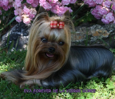 De la vierge doree - EVA FOREVER DE LA VIERGE DOREE