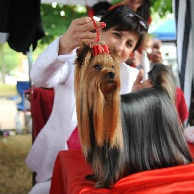 De la vierge doree - MES NOUVEAUX CHIENS RECOMMANDES