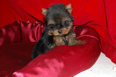 De la vierge doree - chiots disponible