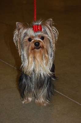 De la vierge doree - paris dog show
