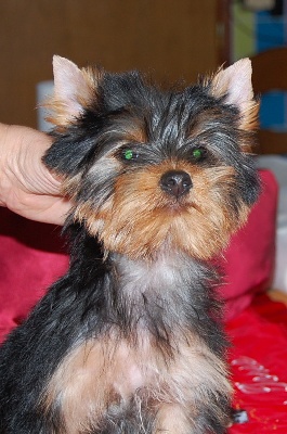 De la vierge doree - 1 male disponible