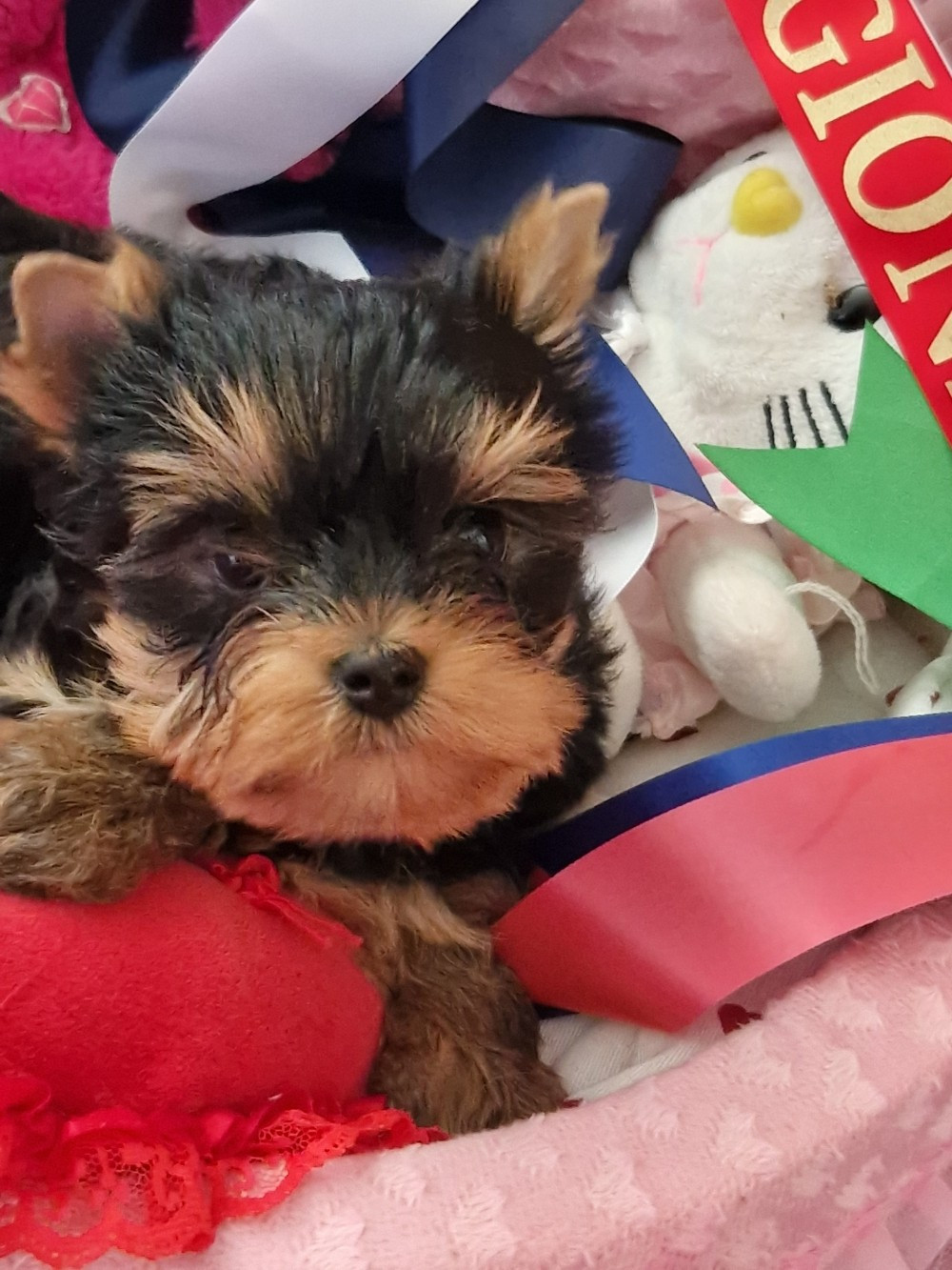 De la vierge doree - Chiots disponibles - Yorkshire Terrier