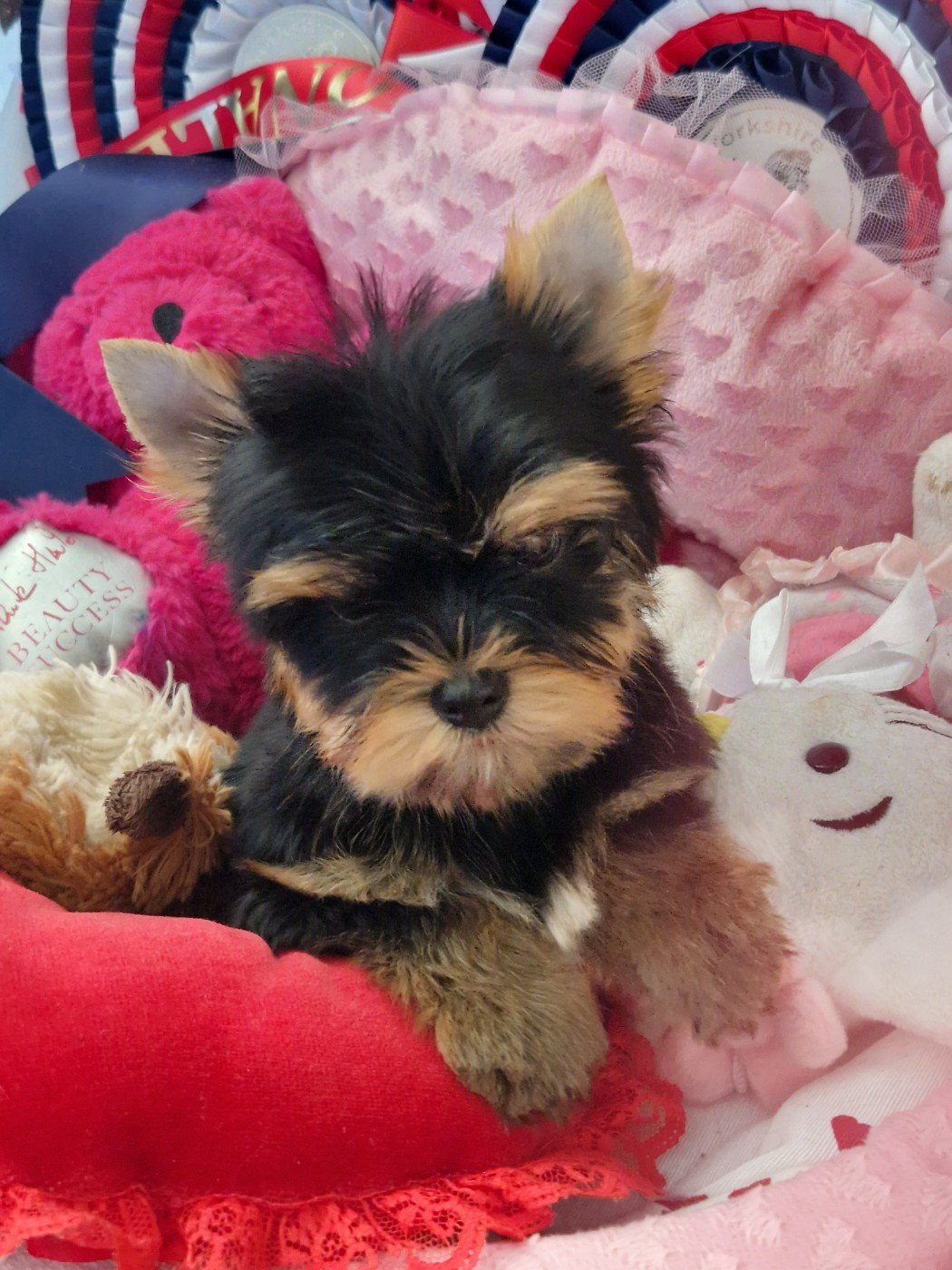 De la vierge doree - Chiots disponibles - Yorkshire Terrier