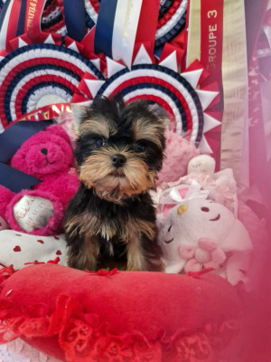 Chiot N°1