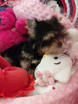 Chiot N°2