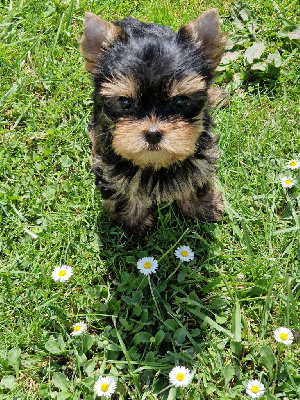 CHIOT 4