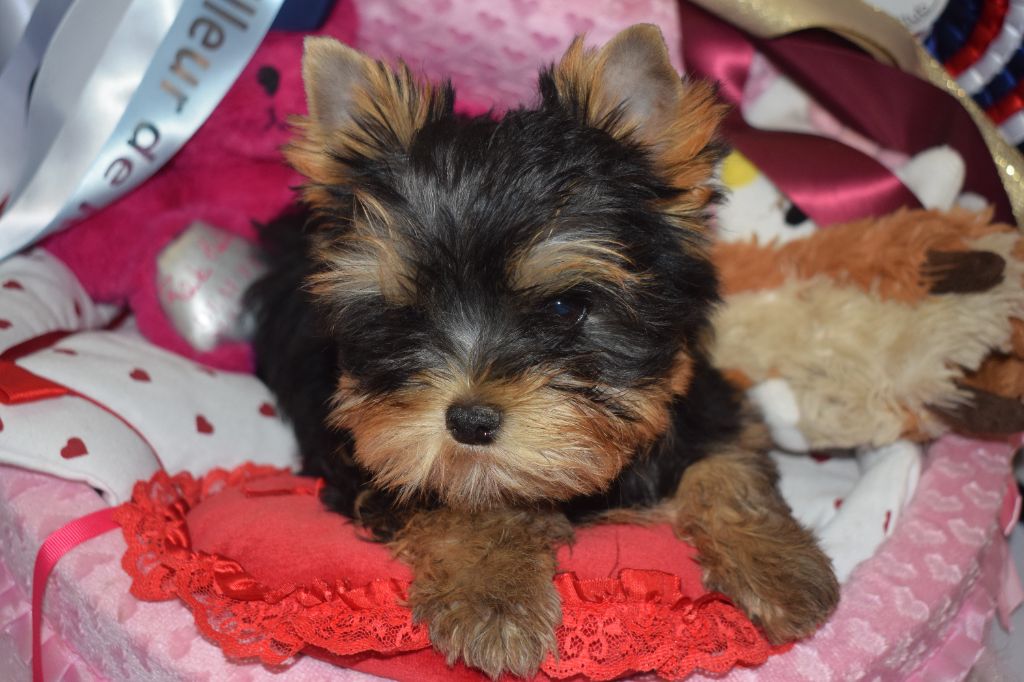 De la vierge doree - Chiots disponibles - Yorkshire Terrier